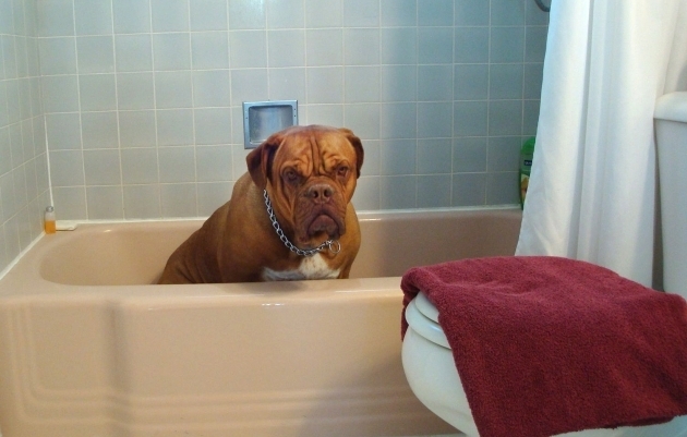 Image of Dogs In A Bathtub Position Handling Your Dogs Thunderstorm Phobia Australian Dog Lover