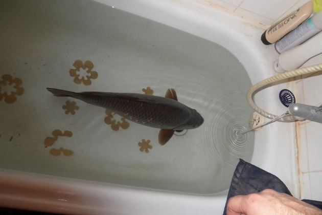 Fascinating A Fish In The Bathtub Carp A Slovak Christmas Tradition