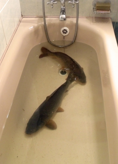 Inspiring A Fish In The Bathtub A Very Czech Republic Christmas Multicultural Kid Blogs