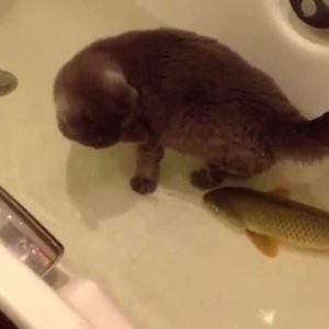 A Fish In The Bathtub