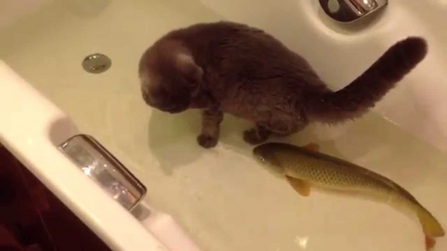 Picture of A Fish In The Bathtub Cat And Fish In The Bathtub Life With Cats
