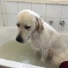 Dog In A Bathtub