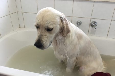 Dog In A Bathtub